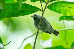 Myrmotherula unicolor