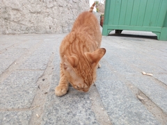 Felis catus