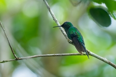 Thalurania glaucopis