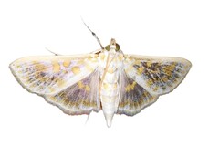 Leucochroma corope