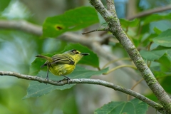 Todirostrum poliocephalum