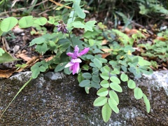 Indigofera venulosa