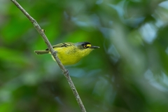 Todirostrum poliocephalum