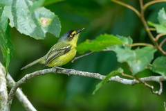 Todirostrum poliocephalum