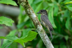 Pachyramphus validus