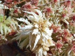 Sphagnum