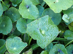 Hydrocotyle bonariensis