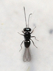 Anaphes