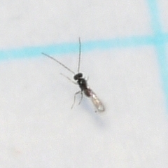 Anaphes