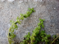 Angiospermae