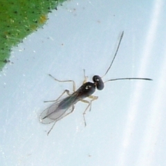 Gonatocerus