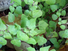 Parietaria floridana
