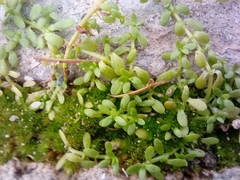 Angiospermae