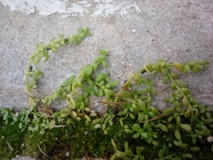 Angiospermae
