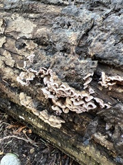 Chondrostereum purpureum