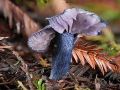 Entoloma subcarneum