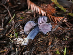 Entoloma subcarneum