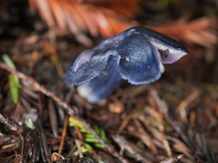 Entoloma subcarneum