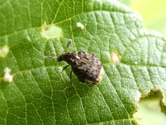 Bruchinae
