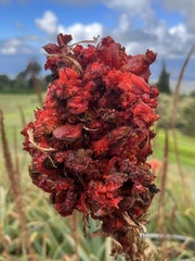 Aceria aloinis