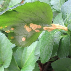Puccinia smyrnii