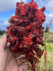 Aceria aloinis