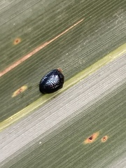 Hemisphaerota cyanea