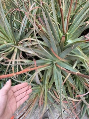 Aceria aloinis