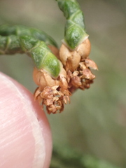 Athrotaxis cupressoides