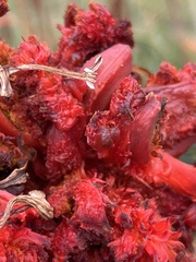 Aceria aloinis