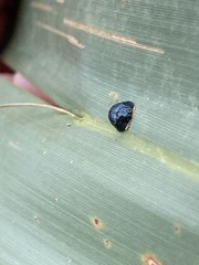 Hemisphaerota cyanea