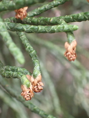 Athrotaxis cupressoides