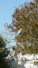 Streptopelia decaocto