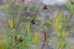 Gompholobium grandiflorum