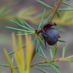 Gompholobium grandiflorum