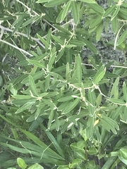 Croton linearis