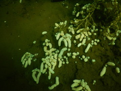 Eudistoma elongatum