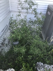 Croton linearis