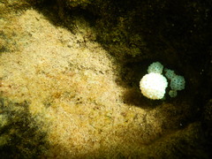 Eudistoma elongatum