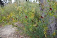 Gompholobium grandiflorum