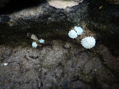 Eudistoma elongatum