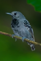 Myrmotherula minor