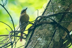Anabacerthia lichtensteini