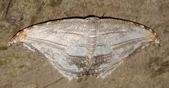Epipleminae