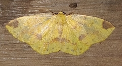 Periclina apricaria
