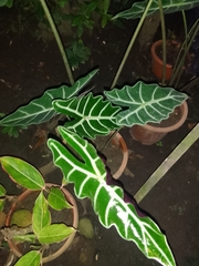 Alocasia amazonica