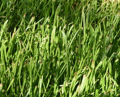 Lilaeopsis carolinensis