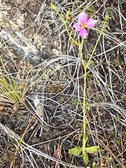 Sabatia grandiflora