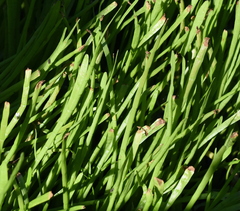 Lilaeopsis carolinensis