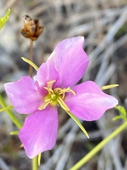 Sabatia grandiflora